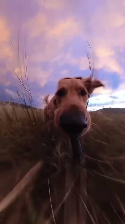 A recap of Luna's Monday — a golden retriever running through evening light